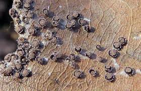 Attēlu rezultāti vaicājumam “Diderma ochraceum spores”