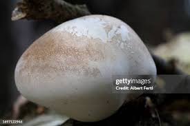 Attēlu rezultāti vaicājumam “Piptoporus betulinus”