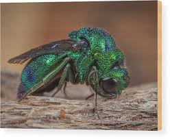 Attēlu rezultāti vaicājumam “Chrysididae”