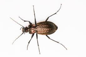 Attēlu rezultāti vaicājumam “Carabus granulatus”