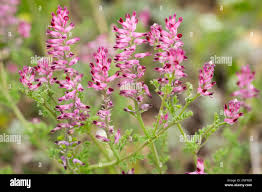 Attēlu rezultāti vaicājumam “Fumaria officinalis leaf”