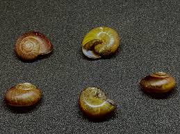 Attēlu rezultāti vaicājumam “Stemonitopsis gracilis macro”