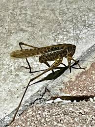 Attēlu rezultāti vaicājumam “Decticus verrucivorus nymph”