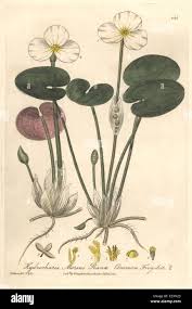 Attēlu rezultāti vaicājumam “Hydrocharis morsus-ranae”