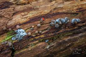 Attēlu rezultāti vaicājumam “Diderma rufostriatum young”