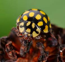 Attēlu rezultāti vaicājumam “Sospita vigintiguttata”