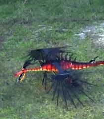 Image result for HAINAULT & CHIGWELL CHANGQUAN FLYING DRAGON