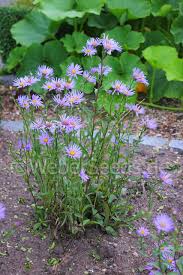 Image result for Aster amellus