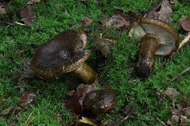 Attēlu rezultāti vaicājumam “Lactarius necator”