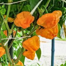 Afbeeldingsresultaat voor yellow mushroom hot pepper