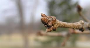 Attēlu rezultāti vaicājumam “Quercus robur bud”