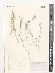 Attēlu rezultāti vaicājumam “Najas flexilis”