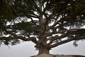 Attēlu rezultāti vaicājumam “Libanotis montana”