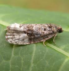 Attēlu rezultāti vaicājumam “Apotomis betuletana”