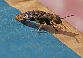 Attēlu rezultāti vaicājumam “Ontholestes murinus”