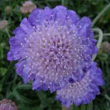 Image result for Scabiosa col.`Butterfly Blue`