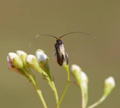 Attēlu rezultāti vaicājumam “Cauchas rufimitrella”