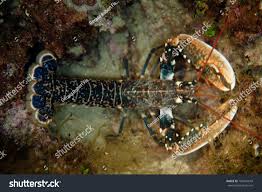 Image result for Homarus gammarus