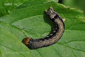Attēlu rezultāti vaicājumam “Orthosia munda larva”