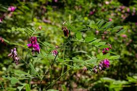 Attēlu rezultāti vaicājumam “Lathyrus niger leaf”