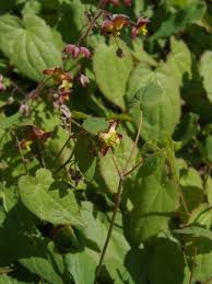Attēlu rezultāti vaicājumam “Epimedium alpinum”