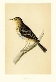 Attēlu rezultāti vaicājumam “Anthus trivialis”