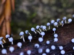 Attēlu rezultāti vaicājumam “Physarum globuliferum spores”