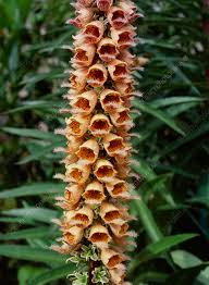Image result for Digitalis ferruginea