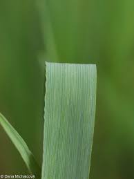 Attēlu rezultāti vaicājumam “Briza media bud”