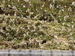 Attēlu rezultāti vaicājumam “Micarea sp.”