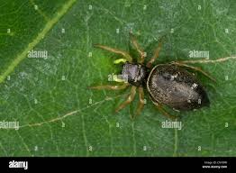 Attēlu rezultāti vaicājumam “Heliophanus sp.”