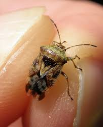 Attēlu rezultāti vaicājumam “Elasmucha grisea imago”