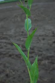 Attēlu rezultāti vaicājumam “Collaria rubens stalked”