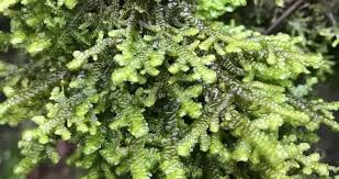 Attēlu rezultāti vaicājumam “Jungermanniopsida”