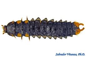 Attēlu rezultāti vaicājumam “Lygistopterus sanguineus larva”