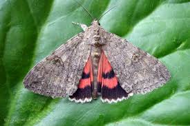 Attēlu rezultāti vaicājumam “Catocala nupta”