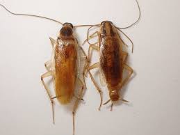 Image result for ゴキブリ報告所