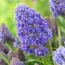 Attēlu rezultāti vaicājumam “Muscari armeniacum flower”