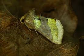 Attēlu rezultāti vaicājumam “Diachrysia tutti”