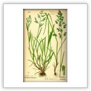 Attēlu rezultāti vaicājumam “Poa humilis”