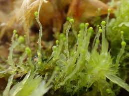 Attēlu rezultāti vaicājumam “Calypogeia sphagnicola”