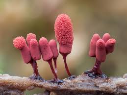 Attēlu rezultāti vaicājumam “Physarum bivalve young”