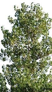 Attēlu rezultāti vaicājumam “Populus x canescens”