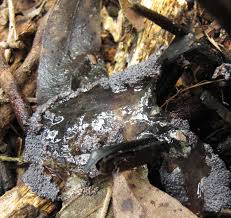 Attēlu rezultāti vaicājumam “Diderma globosum”