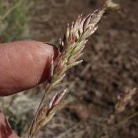 Attēlu rezultāti vaicājumam “Poa nemoralis”