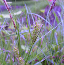 Attēlu rezultāti vaicājumam “Carex hirta female flower”