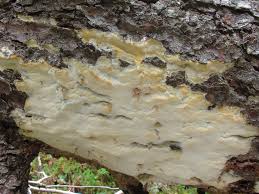 Attēlu rezultāti vaicājumam “Skeletocutis odora”