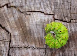 Attēlu rezultāti vaicājumam “Saturnia pavonia larva”