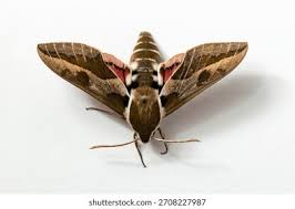 Attēlu rezultāti vaicājumam “Sphingidae”