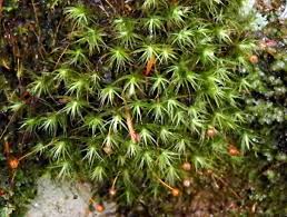 Attēlu rezultāti vaicājumam “Anomodon viticulosus sporophyte”